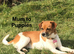 Mixed Breed Puppies