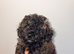 Two Adorable Puppies Looking for Their Forever Homes