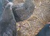 Point of lay/ laying hens