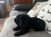 black cocker spaniel