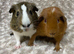 Pair of Gorgeous Guinea Pigs. Available now