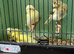 4 Young Fife Canaries