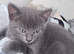 Pure grey tabby Kittens
