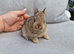 Netherland dwarf girl