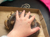 Sulcuta tortoise