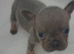 6 frenchies