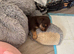 Wenlock-Norjack puppy