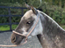 Stunning Silver Dapple Standard Shetland Mare Rising 4Yo Kids Pony