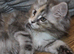 TICA reg Maine Coons - Ready to leave