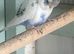 Young budgies