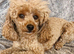 Spayed adult female toy poodle