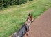 Beautiful 22 months old German Shepherd female