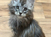 Large MaineCoon kittens