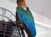 Female harlequin macaw
