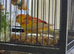 Budgies