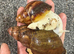 Archachatina rhodostoma albino giant land snail