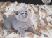 Pure Pedigree BSH Kittens
