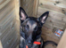 1-Year-Old Female Belgian Malinois – Protection/Guard Dog