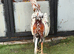 Shamo cock for sale