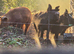 Beautiful Berkshire Sows