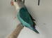 Stunning Various Baby Lovebirds