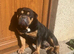 Super sweet English bulldog boy in need of a home