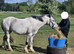 Springlane Mercury Registered Welsh Section A Gelding