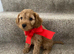 Pra clear f1BB miniture cockapoo puppies