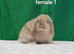 Purebred mini lop rabbits