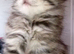 Norwegian forest cat mix