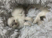 Little Kitten