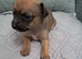 Beautiful Chihuahua Puppies