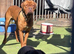 Dogue de Bordeaux x Cane corso puppies last three left