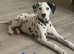 Beautiful Puppies Looking For Their Forever Homes