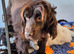 Stunning f1 cockapoo puppys