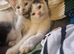 3 beautiful babies ready for new homes!