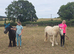 Quiet cob gelding 12hh