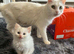 Ragdoll x Turkish Andorra