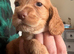 Cocker spaniel puppies