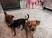 Yorkshire terriers
