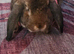 food included Giant French Lop x Neddie Auguti young BUCK entire male