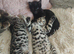 Bengal rosseted kitten