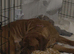 Dogue de Botdoaux puppies
