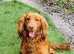 KC Registered Cocker Spaniel Stud