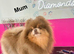 Lilac and tan Pomeranian