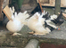 A beautiful pair of Fantail