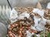 7 cornsnakes