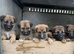 Shollie puppies for sale