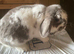 Mini lop female age 4.