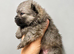 Sweet little quality Pomeranians